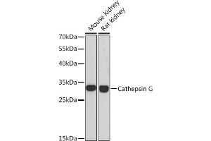 Western blot analysis of extracts of various cell lines, using Cathepsin G antibody (ABIN6127686, ABIN6139228, ABIN6139230 and ABIN6217069) at 1:3000 dilution. (Cathepsin G Antikörper  (AA 75-190))