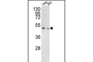 Western blot analysis of TRSS3 Antibody (Center) (ABIN390923 and ABIN2841125) in Hela, 293 cell line lysates (35 μg/lane). (TMPRSS3 Antikörper  (AA 272-300))
