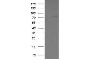 Image no. 5 for anti-SEC14 and Spectrin Domains 1 (SESTD1) antibody (ABIN1501066)