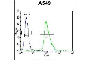 Flow cytometric analysis of A549 cells (right histogram) compared to a negative control cell (left histogram). (Aquaporin 12B Antikörper  (C-Term))