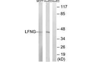 Western blot analysis of extracts from HuvEc/MCF-7 cells, using LFNG Antibody. (LFNG Antikörper  (AA 121-170))