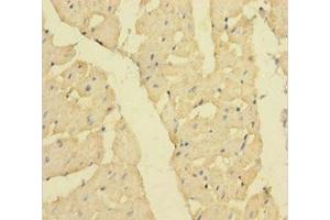 Immunohistochemistry of paraffin-embedded human heart tissue using ABIN7160357 at dilution of 1:100 (MBNL1 Antikörper  (AA 1-382))