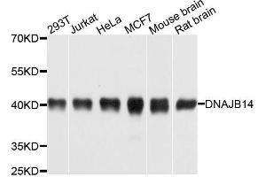 Western blot analysis of extracts of various cell lines, using DNAJB14 antibody.