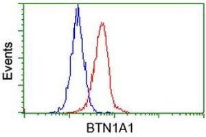 Image no. 2 for anti-Butyrophilin, Subfamily 1, Member A1 (BTN1A1) antibody (ABIN1496986) (BTN1A1 Antikörper)
