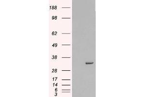 Western Blotting (WB) image for Syntaxin 6 (STX6) peptide (ABIN369597) (Syntaxin 6 (STX6) Peptid)