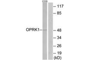 Western blot analysis of extracts from COS7 cells, using OPRK1 Antibody.