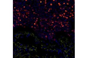 Immunofluorescence (IF) image for anti-Minichromosome Maintenance Complex Component 2 (MCM2) (pSer108) antibody (ABIN7448988) (MCM2 Antikörper  (pSer108))