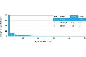 Analysis of Protein Array containing more than 19,000 full-length human proteins using | Z- and S- Score: The Z-score represents the strength of a signal that a monoclonal antibody (MAb) (in combination with a fluorescently-tagged anti-IgG secondary antibody) produces when binding to a particular protein on the HuProtTM array. (Ubiquitin B Antikörper  (AA 1-119))