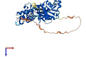 Actl7b Protein (AA 1-418) (His tag)