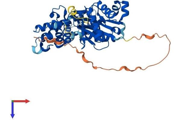 Actl7b Protein (AA 1-418) (His tag)
