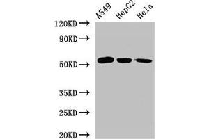 Western Blot Positive WB detected in: A549 whole cell lysate, HepG2 whole cell lysate, Hela whole cell lysate All lanes: ONECUT2 antibody at 2. (ONECUT2 Antikörper  (AA 214-331))