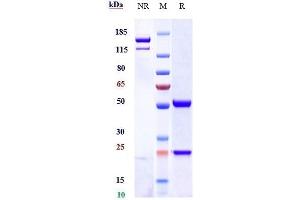 Anti-INHBA / Activin A Reference Antibody (garetosmab) on SDS-PAGE under reducing (R) condition.