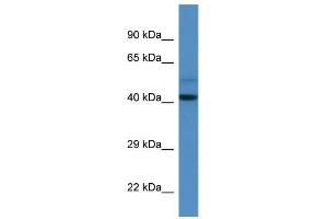 Western Blot showing Dcaf7 antibody used at a concentration of 1.