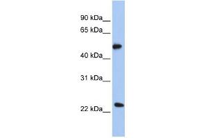 POFUT2 antibody used at 1 ug/ml to detect target protein. (POFUT2 Antikörper  (N-Term))