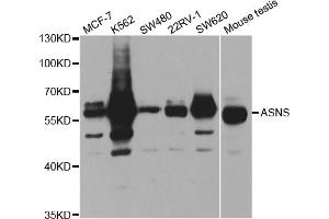 Western blot analysis of extracts of various cell lines, using ASNS antibody. (Asparagine Synthetase Antikörper)