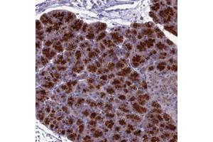 Immunohistochemical staining of human pancreas with FAM113B polyclonal antibody  shows strong cytoplasmic positivity in exocrine glandular cells. (PCED1B Antikörper)