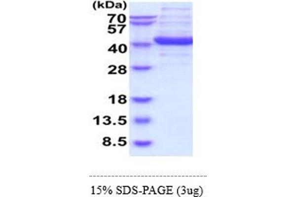 ALDOC Protein (AA 1-364)