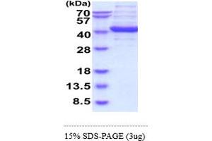 SDS-PAGE (SDS) image for Aldolase C, Fructose-Bisphosphate (ALDOC) (AA 1-364) (Active) protein (ABIN5855049)