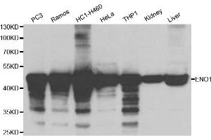 Western blot analysis of extracts of various cell lines, using ENO1 antibody. (ENO1 Antikörper)
