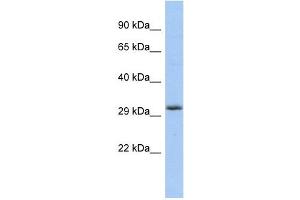 FGF13 antibody used at 1 ug/ml to detect target protein. (FGF13 Antikörper  (Middle Region))