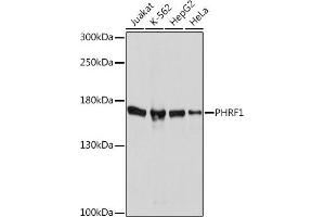 Western blot analysis of extracts of various cell lines, using PHRF1 Rabbit pAb (ABIN7269260) at 1:1000 dilution. (PHRF1 Antikörper  (AA 1350-1450))