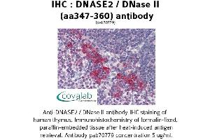 Image no. 1 for anti-Deoxyribonuclease II, Lysosomal (DNASE2) (AA 347-360) antibody (ABIN1733721)