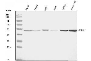 Western blot analysis of AQP11 using anti-AQP11 antibody (ABIN7601229).