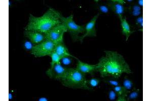 Anti-MLF1 mouse monoclonal antibody (ABIN2455826) immunofluorescent staining of COS7 cells transiently transfected by pCMV6-ENTRY MLF1 (RC202774). (MLF1 Antikörper)