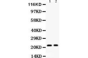 Western Blotting (WB) image for anti-Interleukin 18 (IL18) (AA 37-193) antibody (ABIN3044311) (IL-18 Antikörper  (AA 37-193))