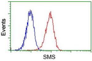 Image no. 4 for anti-Spermine Synthase, SMS (SMS) antibody (ABIN1501097) (SMS Antikörper)