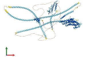 Protein Structure (PS) image for Dynactin 1 (DCTN1) (AA 1-1278) protein (His tag) (ABIN7553616)