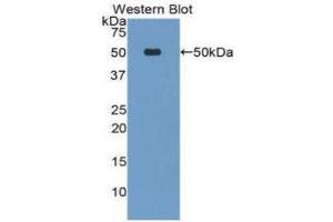 Western Blotting (WB) image for anti-Lipoprotein-Associated phospholipase A2 (Lp-PLA2) (AA 22-441) antibody (ABIN1078438) (PLA2G7 Antikörper  (AA 22-441))