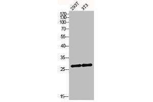 MRRF Antikörper  (C-Term)