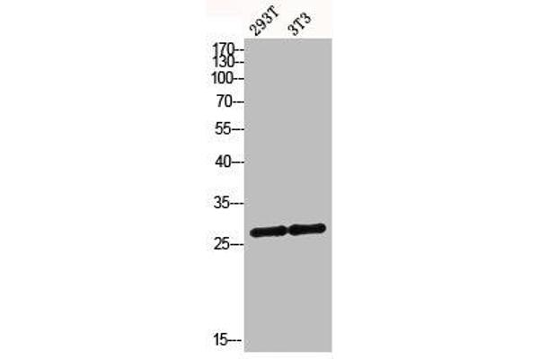 MRRF Antikörper  (C-Term)