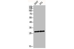 Western blot analysis of 293T 3T3 lysis using MRRF antibody. (MRRF Antikörper  (C-Term))