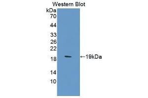 Western Blotting (WB) image for anti-Carbonic Anhydrase 12 (CA12) (AA 154-307) antibody (ABIN1858203) (CA12 Antikörper  (AA 154-307))