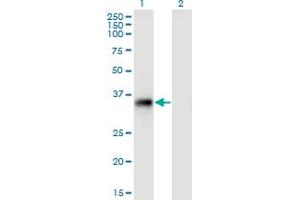 Western Blot analysis of STX11 expression in transfected 293T cell line by STX11 monoclonal antibody (M01), clone 4F9. (Syntaxin 11 Antikörper  (AA 11-108))