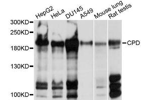 Western blot analysis of extracts of various cell lines, using CPD antibody (ABIN5997500) at 1/1000 dilution. (CPD Antikörper)