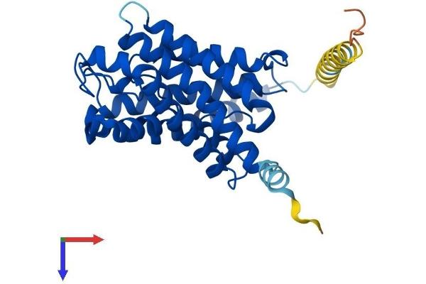 Aquaporin 7 Protein (AQP7) (AA 1-303) (His tag)