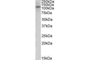 Western Blotting (WB) image for anti-Glutamate Receptor, Ionotropic, N-Methyl D-Aspartate 3B (GRIN3B) (AA 1031-1042) antibody (ABIN490737) (GRIN3B Antikörper  (AA 1031-1042))