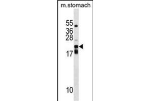 CDC42EP2 Antibody (C-term) (ABIN1536701 and ABIN2848779) western blot analysis in mouse stomach tissue lysates (35 μg/lane). (CDC42EP2 Antikörper  (C-Term))