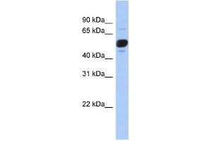 WB Suggested Anti-FRS3 Antibody Titration: 0. (FRS3 Antikörper  (Middle Region))
