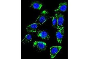 Immunofluorescence (IF) image for anti-Betacellulin (BTC) (AA 24-54), (N-Term) antibody (ABIN950656)