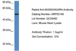 Western Blotting (WB) image for anti-Chromosome 13 Open Reading Frame 31 (C13orf31) (C-Term) antibody (ABIN2785251) (LACC1 Antikörper  (C-Term))