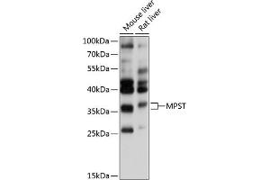 Western blot analysis of extracts of various cell lines, using MPST antibody (ABIN6128242, ABIN6143974, ABIN6143976 and ABIN6215272) at 1:1000 dilution. (MPST Antikörper  (AA 30-170))