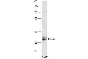 Human 293T cell lysates probed with PCNA [Proliferation Marker] Polyclonal Antibody, Unconjugated  at 1:5000 90min in 37˚C.