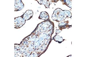 Immunohistochemistry of paraffin-embedded human placenta using LM Rabbit mAb (ABIN7268205) at dilution of 1:100 (40x lens).