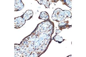 Immunohistochemistry of paraffin-embedded human placenta using LM Rabbit mAb (ABIN7268205) at dilution of 1:100 (40x lens). (LMAN1 Antikörper)