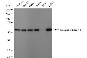 Western blotting analysis using Kinesin light chain 3 antibody (ABIN7799211).