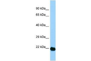 WB Suggested Anti-Aes Antibody Titration: 1. (AES Antikörper  (N-Term))